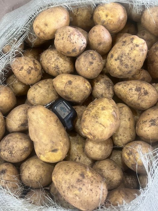 Продажа картофеля сорта Гала и Коломбо