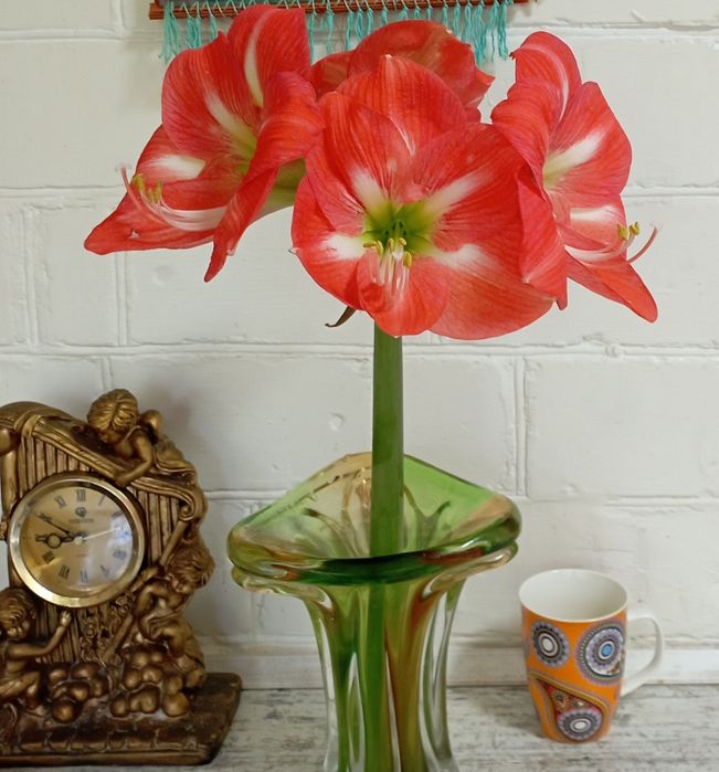 Цветок Гиппеаструм