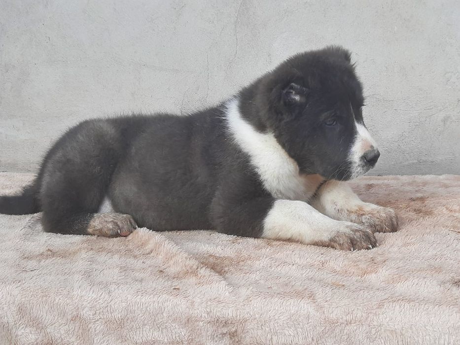 Щенки САО Алабай