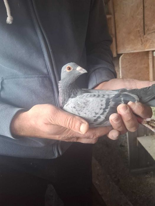 Vând porumbei voiajori