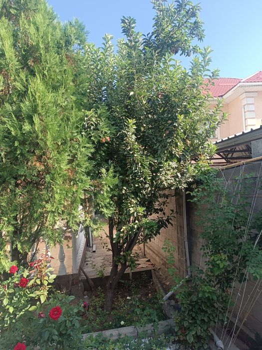 Туя яблоня дерево