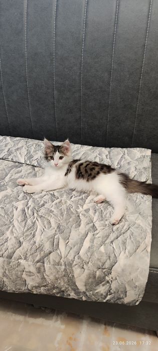 Котёнок девочка 3 месяца