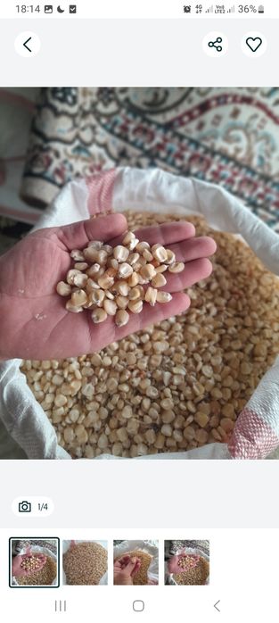 Жугеры бар ак жугеры