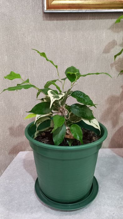 Продам фикус Бенджамина