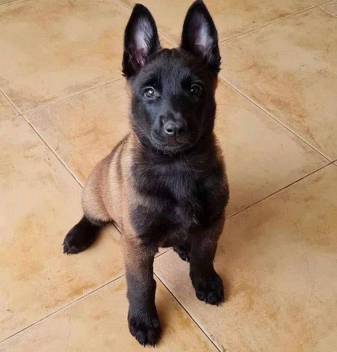 Ciobanesc Belgian Malinois - Mascul / Femela, 8 saptamani, carnet de sanatate, vaccin