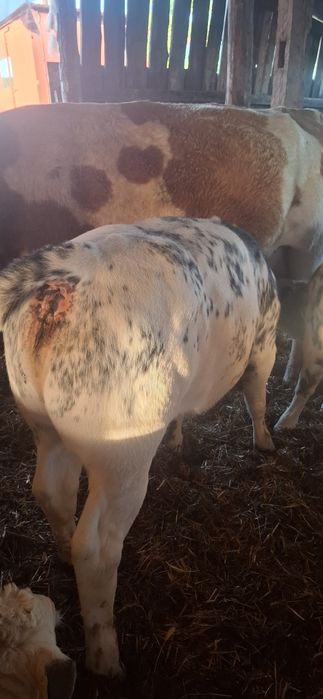 4 vitele belgiene 220/240