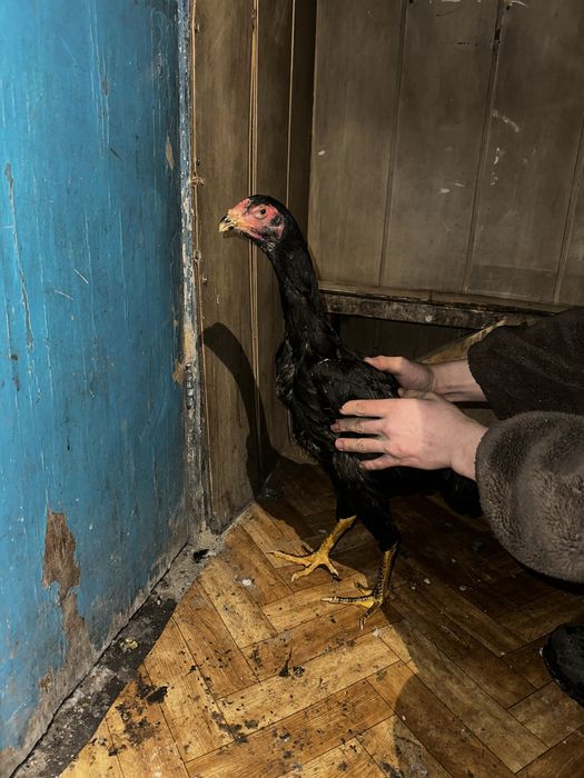 Продам 9 Даканов  2 Пацана 7 девочек