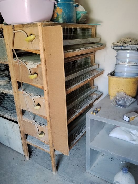 Bedanaga tuxum qòyodigon in