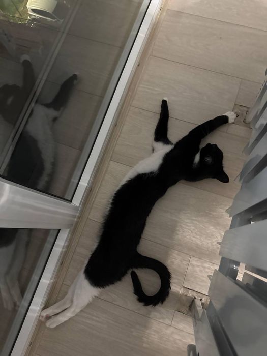 Котенок отдаем добрые руки