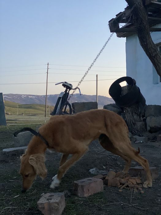 Құмай тазы Өскемен