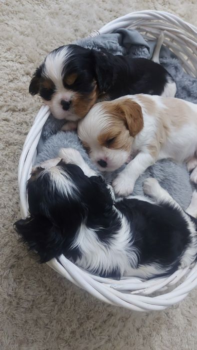 Кавалер Кинг Чарльз Спаниель