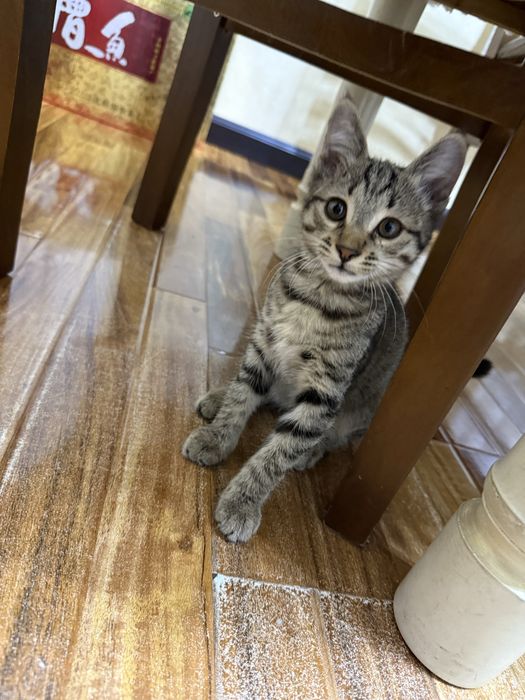 Котенок отдаю в хорошие руки