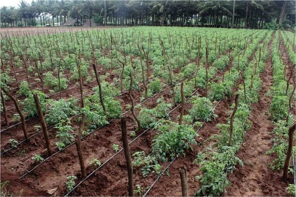 Лентов капков маркуч капки през 20см и 30см капково напояване маркучи