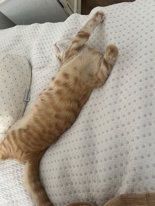 Вислоухий котенок