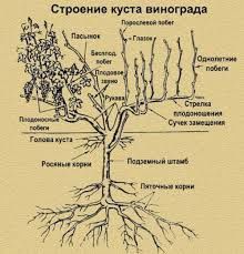 Обрезка винограда узум токларига шакл бериш хизмати