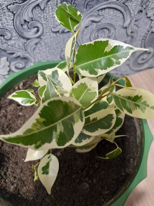 Продам цветок декоративный