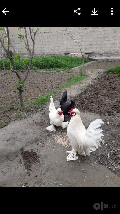 Япон товукчалар , японский курички