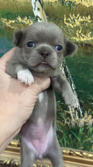 Чихуахуа мальчики лиловые