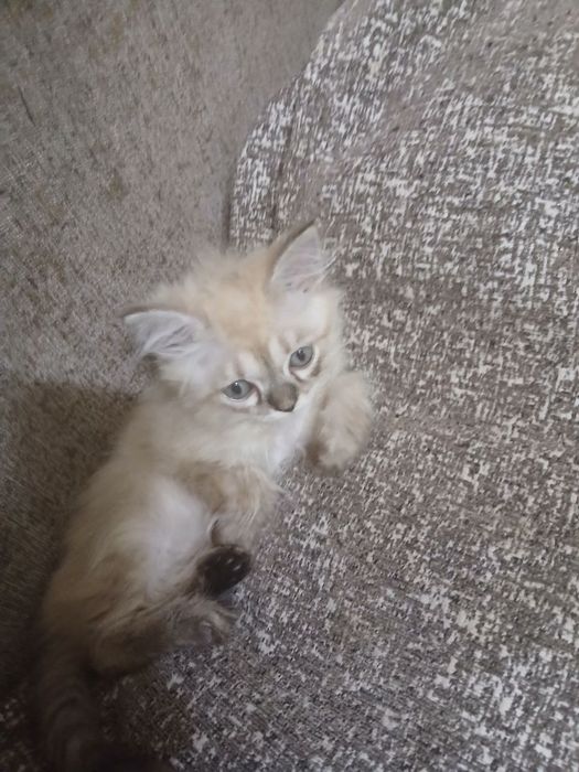 Сиамские красивые котята