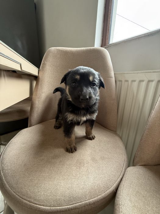 Dau spre adoptie 6 fetite metis Ciobanesc German