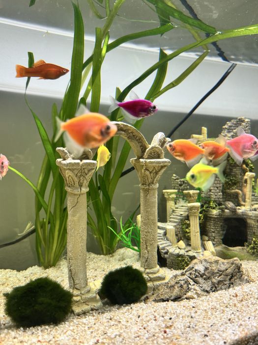 Acvariu sticla cu capac si neon 113L Eheim + filtru, incalzitor, plasa, substrat, pietris alb