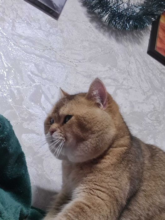 Британский короткошерстный