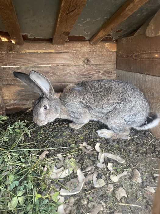 Vand o iepuroaica fi un iepuroi