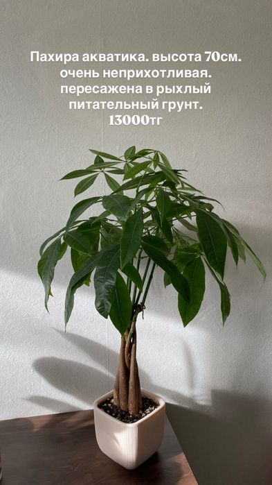 Комнатные растения