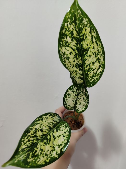 Тайские Аглаонемы