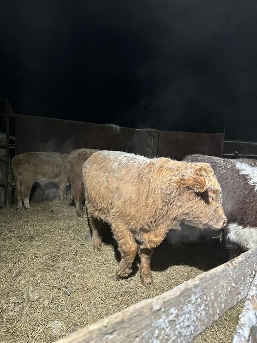 Продам бычков с откорма на племя