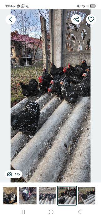 Cochinchina pitic bobat oua