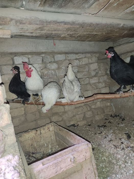 Япон товукла сотилади.