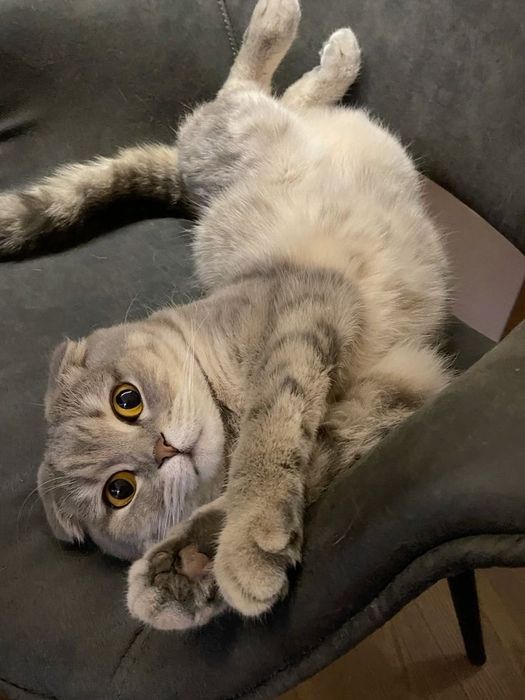 Шотландские вислоухие котята
