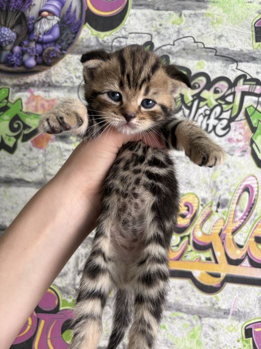 продам котят породы Скоттиш фолд