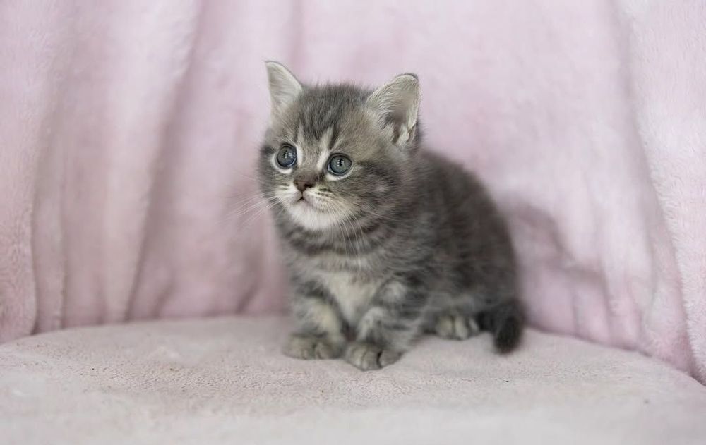 Британские девочки, 1.5 мес ждут своих родителей