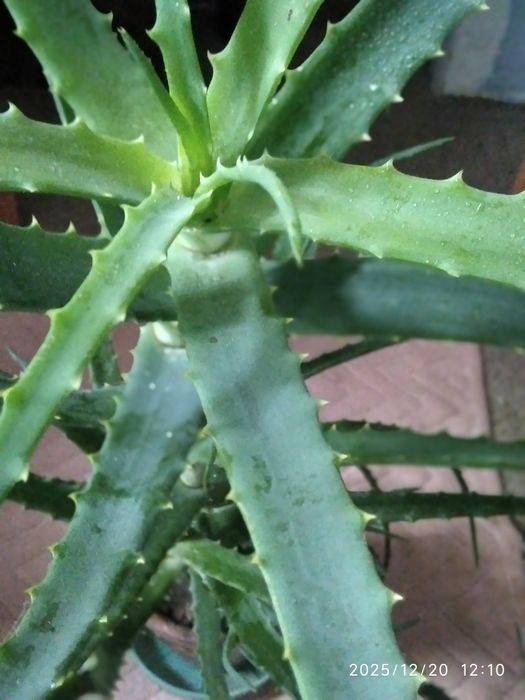 Алое лечебный столетник с детками