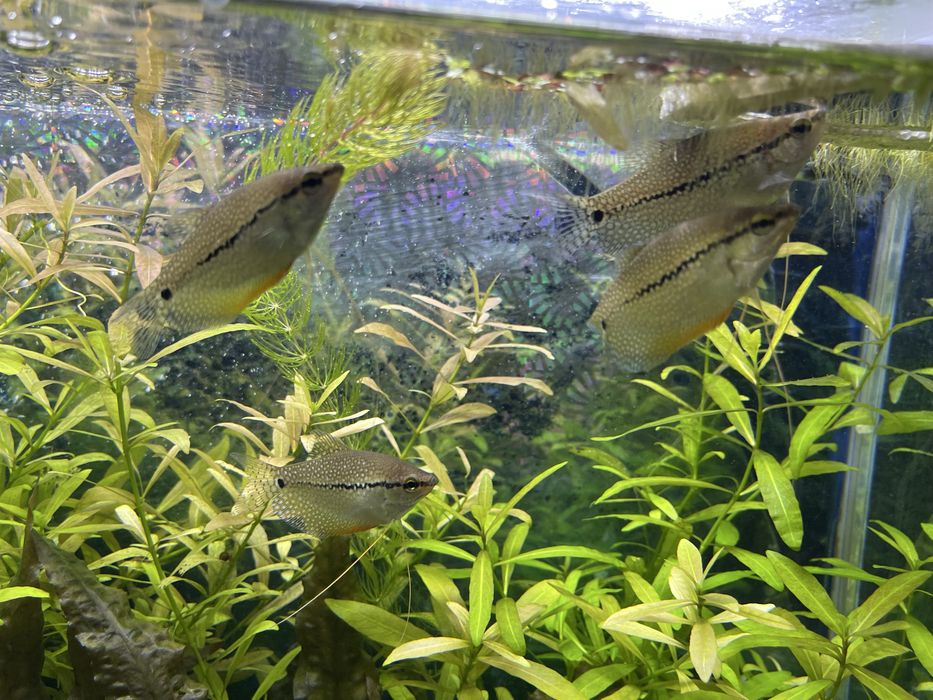 Аквариумные рыбы цихлазома