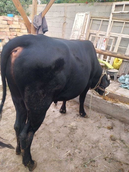 Новвос сотилади киргиз