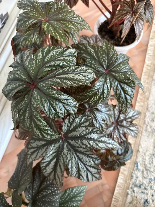 Продам комнатные цветы