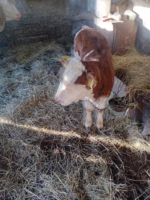 Vaci de vânzare afata și cu  lapte