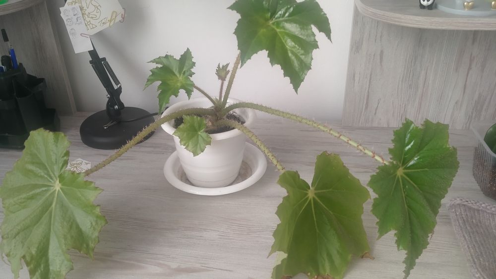 Продам комнатные цветы