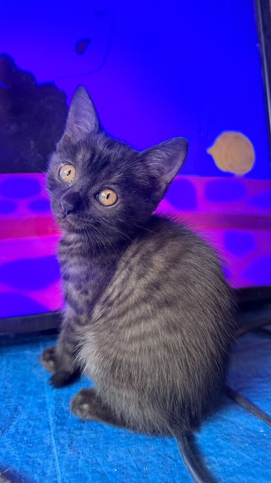 Кошка American Shorthair