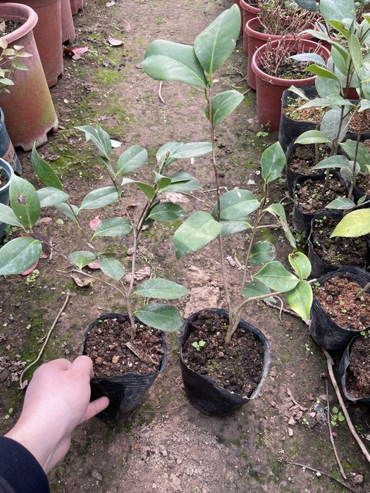 Камелия японская микс