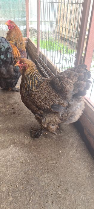 Pereche Brahma potarnichiu