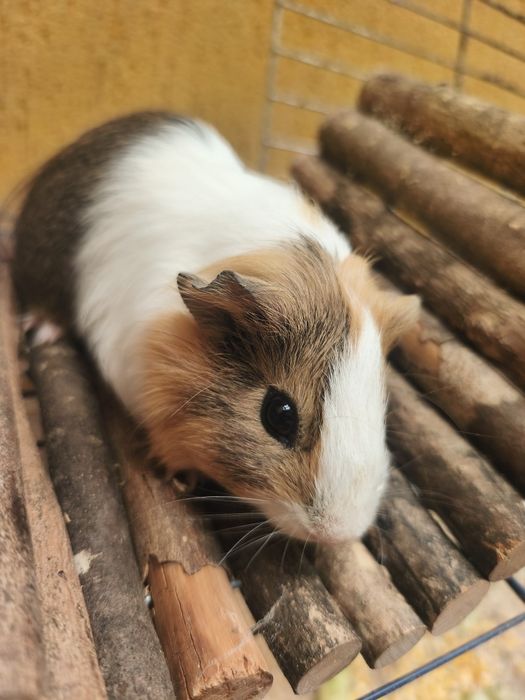 Vând porcușori de Guineea
