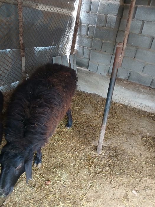 Кой сатылады Баран