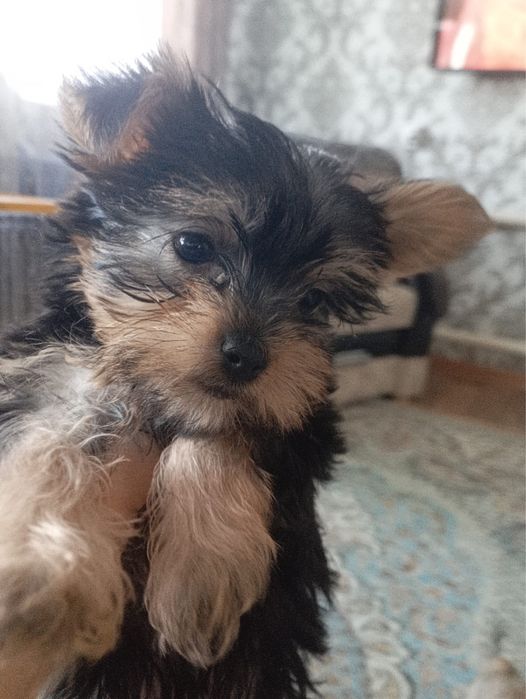 Продам  щенков  йорков