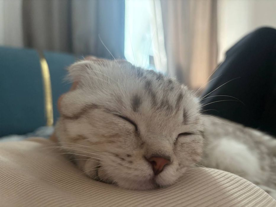 кошка скоттиш страйт