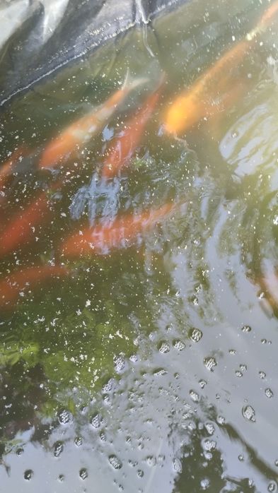 Карп коя в пруд или аквариум