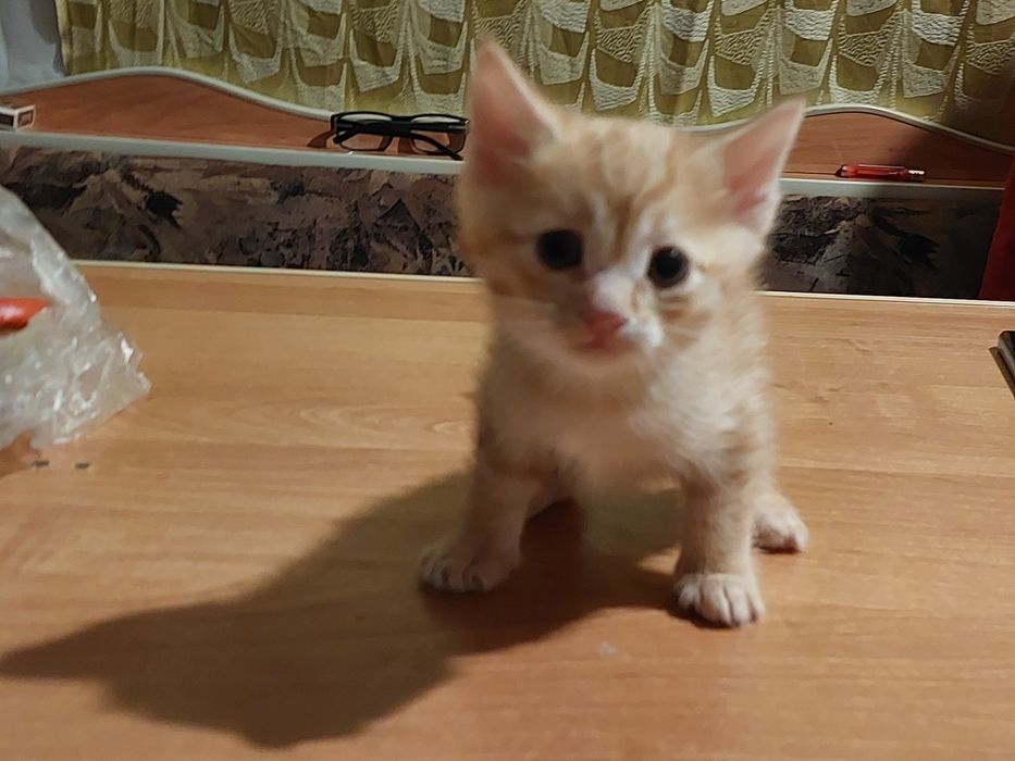 Рыжий кот самец 6 недель